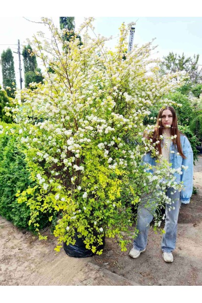 Спирея вангутта Голд Фонтейн - конт80л/вис.180-200см/Ø120-140см